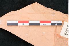 Foto (Detailansicht) von Glyptostrobus europaeus Brongniart (NHMW-GEO-2024-0188-7955)